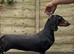 STANDARD PUPPIES CHAMPION FATHER
