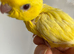 Baby handtame Lutino lineolated parakeet