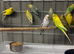 Budgies and zebra finches for sale