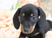 Miniature Dachshund Puppies