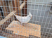 All white cockatiel