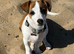 Male Jack Russell pup