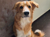9 month old Border Collie x Welsh Sheep Dog