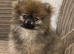 Female sable Pomeranian puppy