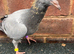 Very nice and very good quality racing pigeons