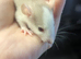 Baby dumbo rats