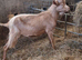 Golden Guernsey billy goat