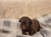 Apple head Chihuahua puppies long haired