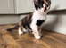 Adorable kittens