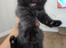 Cute persian kittens ️