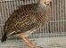 Grey francolin female