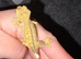 Yellow flame Dalmatian crested gecko baby