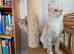 Two beautiful Maine Coon kittens