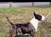 Beautiful English Bull Terrier Puppies