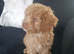 Beautiful Cavapoo boy 10 weeks old