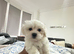 Korean line Maltese puppy