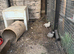 Snowflake Bobwhite Pair