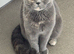 1Beautiful Young BSH female cat