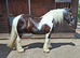 Joe 14.2hh aride & Drive 9yo gelding