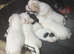 Beautiful Jack Russell pups for sale!