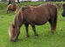 SPSBS Registeted Mare