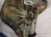 Tabby cat for sale