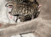 5 British  Shorhair x Maine coon kittens