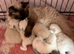 Pure ragdoll babies