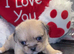 Brussels Griffon