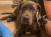 Cane corso cross presa canario