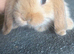 Mini lop doe ( girl )