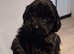 Poo chow female puppy ready end of november