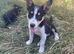 2 beautiful boy pups from our farm