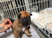 Belgian Mali puppies
