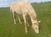 Palomino