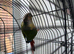 Conure for sale