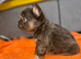 Fluffy frenchie