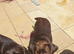Kc registered chocolate girl