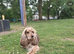 Outstanding F1 Cockerpoo Puppies &ndash; Exceptional Colours &ndash; Raised in Our Family Home