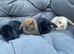 MINI LOPS BUNNIES
