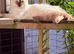 Female ragdoll tica and gccf un neutered