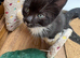 RAGDOLL CROSS BOY READY NOW