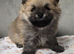 Tiny little Pomeranian puppy Teddy faces KC