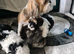 Last girl available Stunning shihpoo puppies