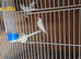 Java sparrow for sale