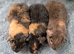 Beautiful baby teddy brothers for sale