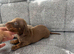 Miniature dachshund