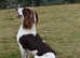Kc Reg English Springer Spaniel for stud