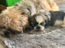 Adorable shih tzu baby boy