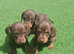 Miniature Dashund